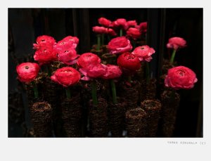 yaman konuralp photography images of flowers